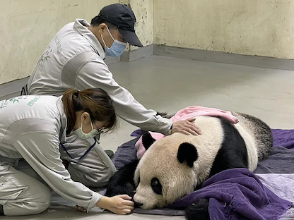 صورة غير مؤرخة نشرتها حديقة حيوان تايبيه في 19 نوفمبر 2022 تُظهر الباندا العملاق "توان توان" الذي أهدته الصين إلى تايوان عام 2008 أثناء فحصه من قبل أطباء بيطريين في حديقة الحيوان بالعاصمة تايبيه - AFP