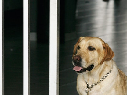 كلب الشرطة الكولومبي أجاتا، لابرادور الذهبي، تنتظر بدء عملها اليومي في مطار فاسكيز كوبو في ليتيسيا- 18 يناير 2007. - REUTERS