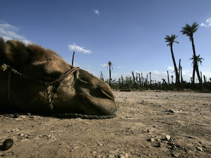 جمل يستريح على الأرض في منطقة مراكش وهي من أكثر المناطق جفافاً في المغرب. 17 يونيو 2007 - REUTERS