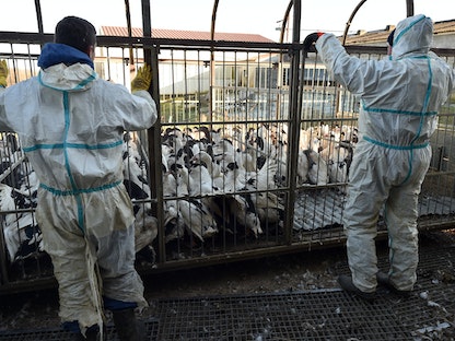 جانب من عملية تفريغ شاحنة طيور استعداداً لذبحها بعد إصابتها بفيروس إنفلونزا الطيور، في بيلوك سان كلامين، جنوب غربي فرنسا - AFP