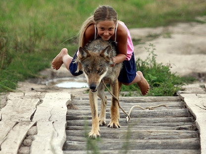 ابنة حارس طرائد تلهو مع ذئب مروَّض في قرية زاكيرفي، شمال مينسك ببيلاروسيا- 17 أغسطس 2014 - AFP
