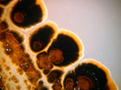 صورة مجهرية لكائن بحري يُدعى Salinispora Tropica يمكنه معالجة عدد من الأمراض كالسرطان - AFP