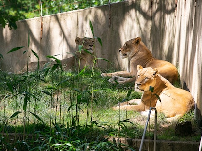 أسود في حديقة حيوانات واشنطن الوطنية بالولايات المتحدة - nationalzoo.si.edu