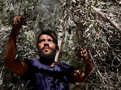 الحرب تدمر البساتين.. سكان غزة يحصدون "بقايا" محصول الزيتون