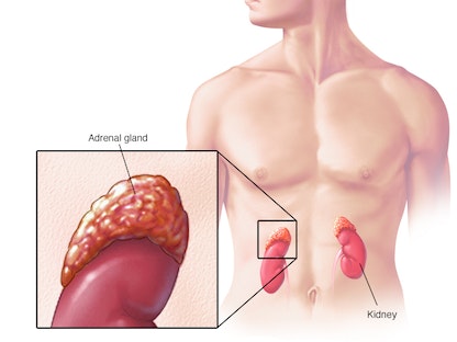 صورة توضيحية لمكان وجود الغدة الكظرية في جسم الإنسان - Mayo Clinic