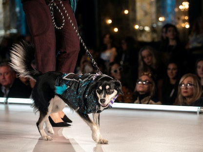 كلب يشارك في عرض  الأزياء الافتتاحي "فيربيبي"  خلال أسبوع الموضة بنيويورك - 11 فبراير 2023 - REUTERS