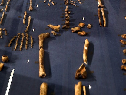 حفريات لنوع قديم من الإنسان يُدعى "Homo naledi" أثناء الكشف عنها خارج جوهانسبرغ، جنوب إفريقيا. في 10 سبتمبر 2015. - REUTERS