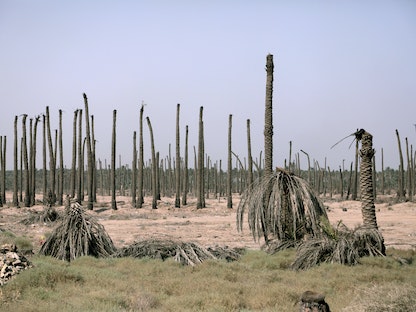 أشجار نخيل ميتة في مزرعة بالعاصمة العراقية بغداد- 21 سبتمبر 2020 - REUTERS