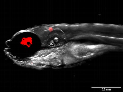 يظهر الخراج في سمكة الزرد باللون الأحمر جرّاء الإصابة بعدوى الجرثومة الفطرية - Dr Matt Johansen and the Kremer Lab