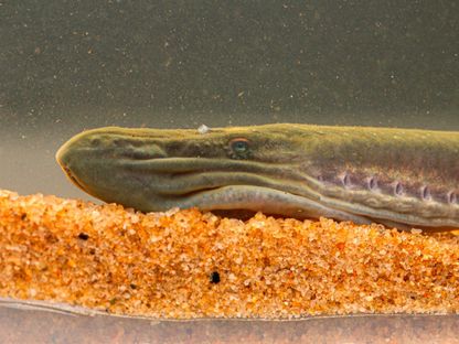 علماء يكتشفون أسماك جلكي (لامبري) النهر الأسترالي المهدد بالانقراض بعيداً عن موطنها. - Endangered Species Research