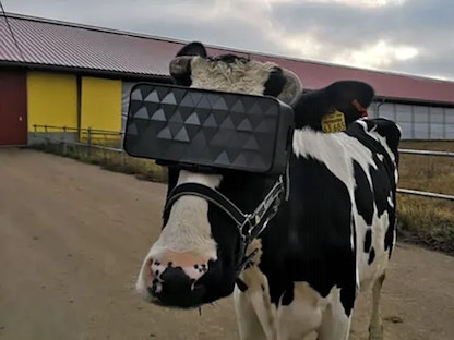 أبقار تستخدم نظارات الواقع الافتراضي VR للرفع من إنتاجها للحليب - engadget.com