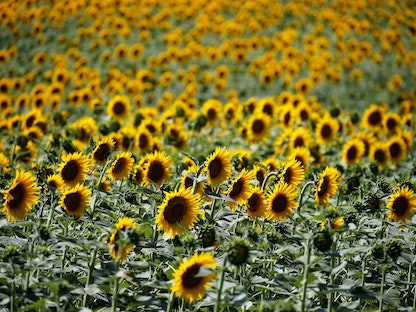 حقل لنباتات دوار الشمس في أجان بفرنسا - REUTERS