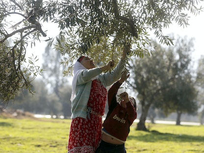 موسم قطف الزيتون في قرية بولاية بجاية - الجزائر - REUTERS