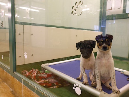 كلاب ضالة تتلقى الرعاية في جمعية للحيوانات في هونغ كونغ. 8 مارس 2021 - REUTERS