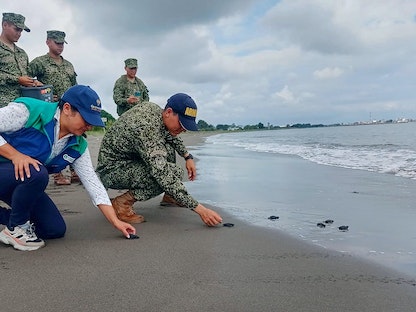 متطوعو البحرية الكولومبية يطلقون المئات من صغار السلاحف