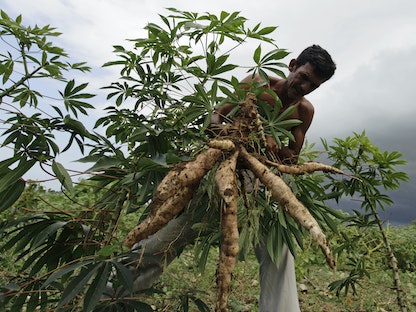 مزارع يستخرج جذور اليوكا الغنية بالكربوهيدرات من حقله في العاصمة الكوبية هافانا - 20 أغسطس 2011 - REUTERS