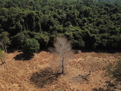 منظر جوي يُظهر شجرة ميتة قرب غابة في ولاية ماتو جروسو البرازيلية- 28 يوليو 2021 - REUTERS