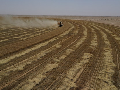 مزارع يحصد محصول القمح في حقل بمدينة كربلاء العراقية - 12 مايو 2022 - REUTERS