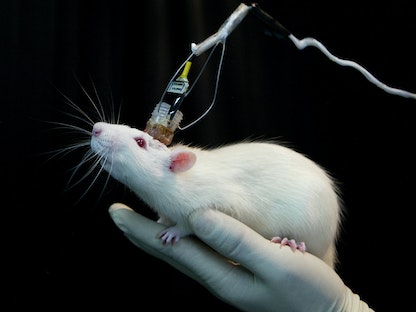 فأر تجارب في مختبر جامعة إيست تشاينا نورمال في شنغهاي- الصين - 25 أبريل 2005 - REUTERS