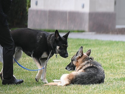 كلاب بايدن مع أحد مساعديه في الحديقة الجنوبية للبيت الأبيض في واشنطن العاصمة  - AFP