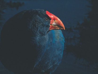 تاكاهي طائر كان يُعتقد طيلة عقود أنه انقرض - nzgeo.com