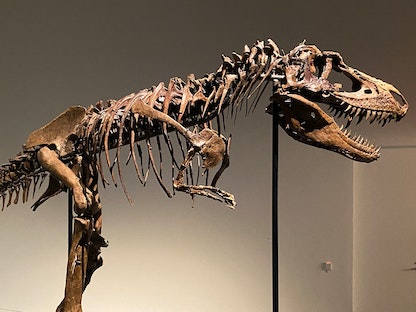 هيكل عظمي تم اكتشافه لديناصور "Gorgosaurus" معروض في مدينة نيويورك- 5 يوليو 2022 - REUTERS