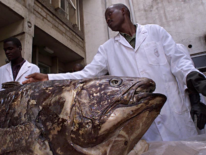 علماء يعرضون سمكة "السيلاكانث" - REUTERS