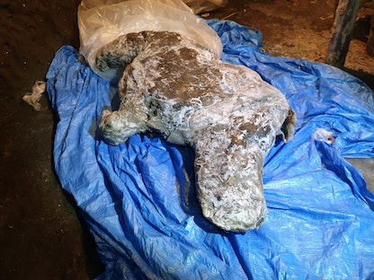 جثة لحيوان وحيد القرن، وجدت في التربة الصقيعية في سيبيريا. - via REUTERS
