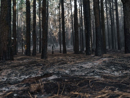 أشجار محترقة في مناطق الغابات في جزيرة تينيريفي بجرز الكناري في إسبانيا. 22 أغسطس 2023 - AFP