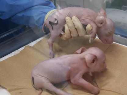 صورة للخنازير المعدلة وراثياً لزراعة الأعضاء البشرية باستخدام خلايا شركة eGenesis الأميركية - KYODO