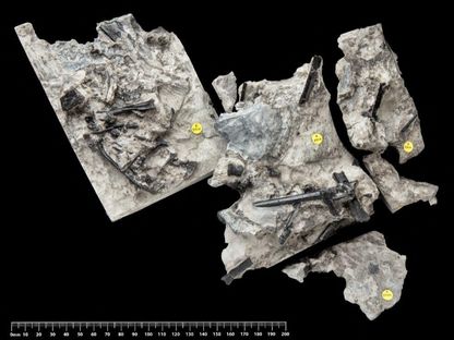 صورة تظهر الهيكل العظمي للتيروصور الجديد الذي اكتشفه علماء على شاطئ في جزيرة سكاي باسكتلندا. 6 فبراير 2024 - REUTERS