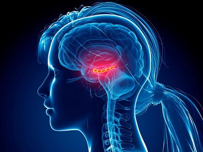 صورة تُظهر أجزاء من دماغ الإنسان - Getty Images
