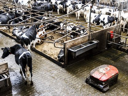 حظيرة منخفضة الانبعاثات في أحد مزارع الألبان في بلدة بليسكينسجراف جنوب هولندا. 12 مايو 2023 - AFP