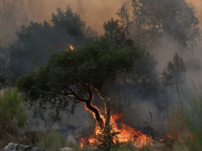 شجرة تحترق أثناء حريق غابات في مدينة كاستيلو نوفو وسط البرتغال. 21 أغسطس 2025 - REUTERS
