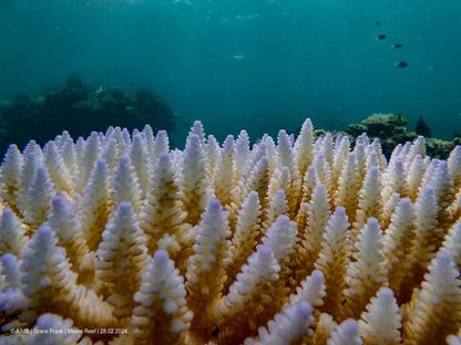 ابيضاض الشعاب المرجانية في الحاجز المرجاني العظيم في أستراليا، 27 فبراير 2024 - Reuters