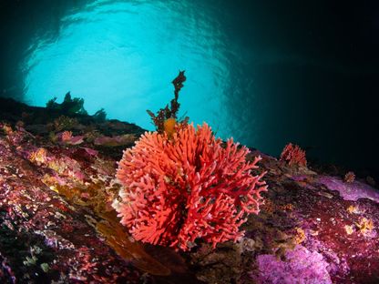 علماء يكتشفون نوعاً من المرجان الأحمر للمرة الأولى في محمية كاوسكار الوطنية بمضيق ماجلان في تشيلي. 6 يونيو 2024 - AFP