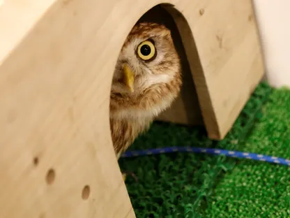 علماء بريطانيون يبتكرون كاميرا ترى العالم بـ"عيون الحيوانات"