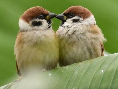 طيور العصفور الدوري Old World sparrows المنتشرة بجزيرة لندي في المملكة المتحدة - inaturalist.org