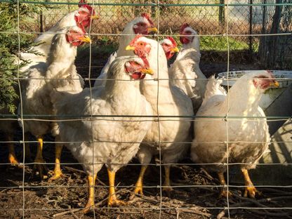 دجاج في مزرعة دواجن بالقرب من لون بلاج، فرنسا. 6 ديسمبر 2016 - AFP