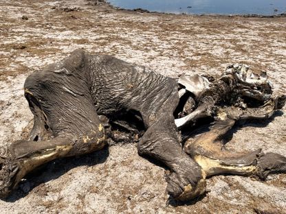 جثة فيل نافق قرب بركة في متنزه هوانج الوطني في زيمبابوي. 7 ديسمبر 2023 - REUTERS