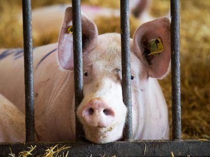 إسبانيا تسجل أول إصابة بإنفلونزا الخنازير الإفريقية