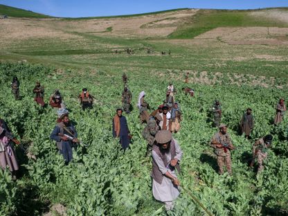 بعد عامين من فرضه.. حظر طالبان لزراعة الأفيون في أفغانستان "معرض للخطر"