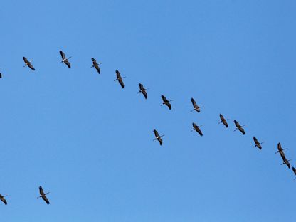 طيور مهاجرة في جنوب لبنان. 28 مارس 2021 - REUTERS