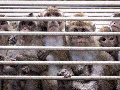 مجموعة من القرود في مركز علم الرئيسيات بجامعة ستراسبورج "سيلاب" في نيدرهاوسبرجن، شرق فرنسا، 6 مايو 2024 - AFP