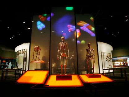 قاعة "آن وبرنارد سبيتزر" لأصول الإنسان في المتحف الأميركي للتاريخ الطبيعي التي تعرض تاريخ التطور البشري في نيويورك. 7 فبراير 2007 - Reuters