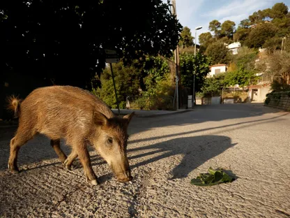 خنزير صغير يتجول في حي بمتنزه كويسيرولا الطبيعي في برشلونة بإسبانيا. 11 أغسطس 2022 - Reuters