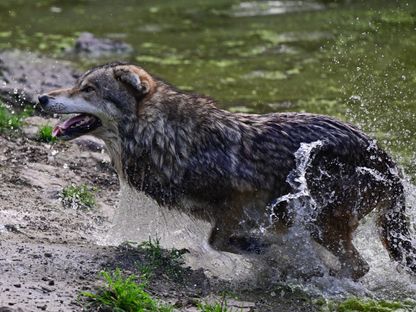 ذئب في حديقة إزمير للحياة البرية، التي تضم حوالي 1800 حيوان بري في إزمير، تركيا. 08 فبراير 2024 - AFP