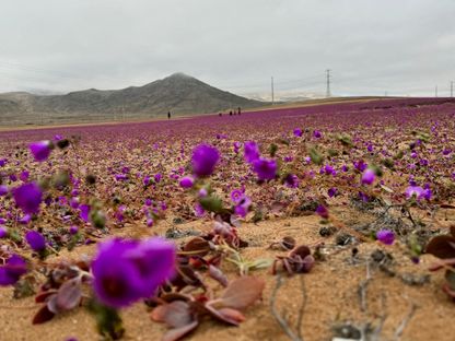 منظر يظهر منطقة من صحراء أتاكاما خلال ظاهرة طبيعية تعرف باسم 'ديزيرتو فلوريدو' (الصحراء المزهرة)، والتي تملأ الصحراء الأكثر جفافا في العالم بالزهور والنباتات، بالقرب من كوبيابو، منطقة أتاكاما، تشيلي، 6 يوليو 2024 - Reuters