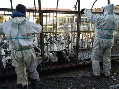 جانب من عملية تفريغ شاحنة طيور استعداداً لذبحها بعد إصابتها بفيروس إنفلونزا الطيور في بيلوك سان كلامين بجنوب غربي فرنسا - AFP
