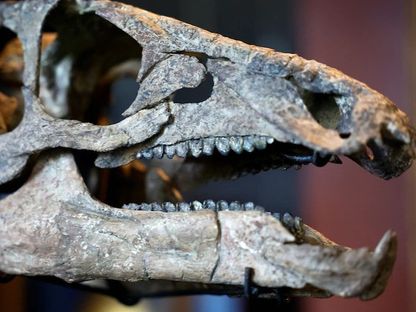 هيكل عظمي لديناصور عاش قبل حوالي 150 مليون سنة خلال مزاد في باريس. 7 سبتمبر 2022 - Reuters